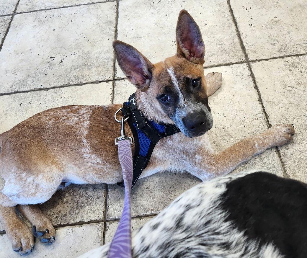 Enlarge Ross, a Adoptable Australian Cattle Dog / Blue Heeler in Rancho Cucamonga, CA image 3/3
