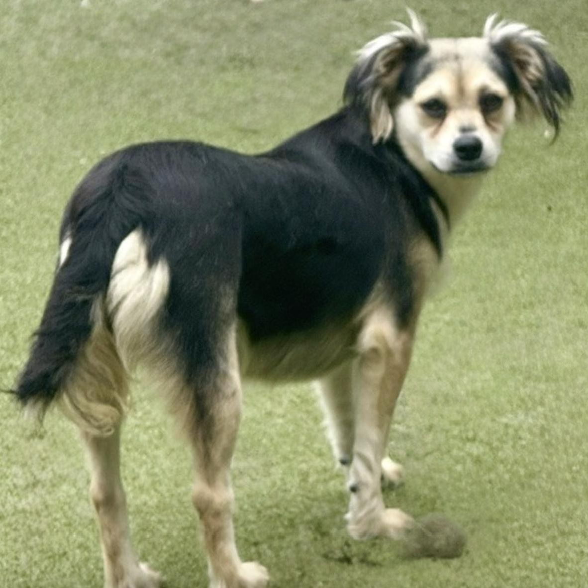 HARROW, a Adoptable mixed breed in brattleboro, VT image 2/6