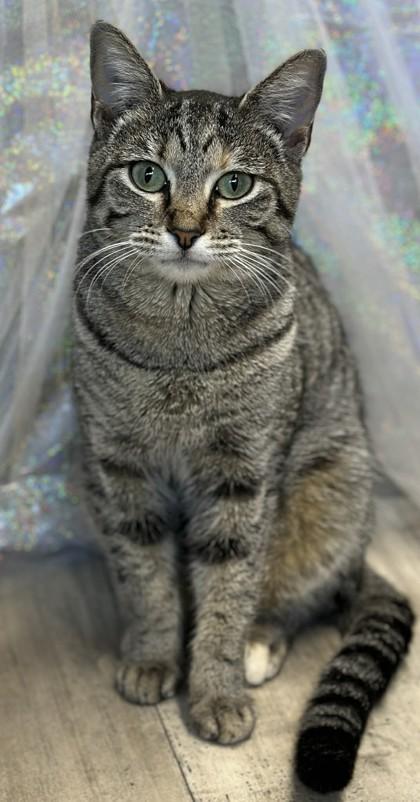 Snuggles, Adoptable, Young Female Domestic Short Hair & Domestic Short Hair.