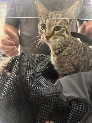 Enlarge Snuggles, a Adoptable mixed breed in Shreveport, LA image 2/2