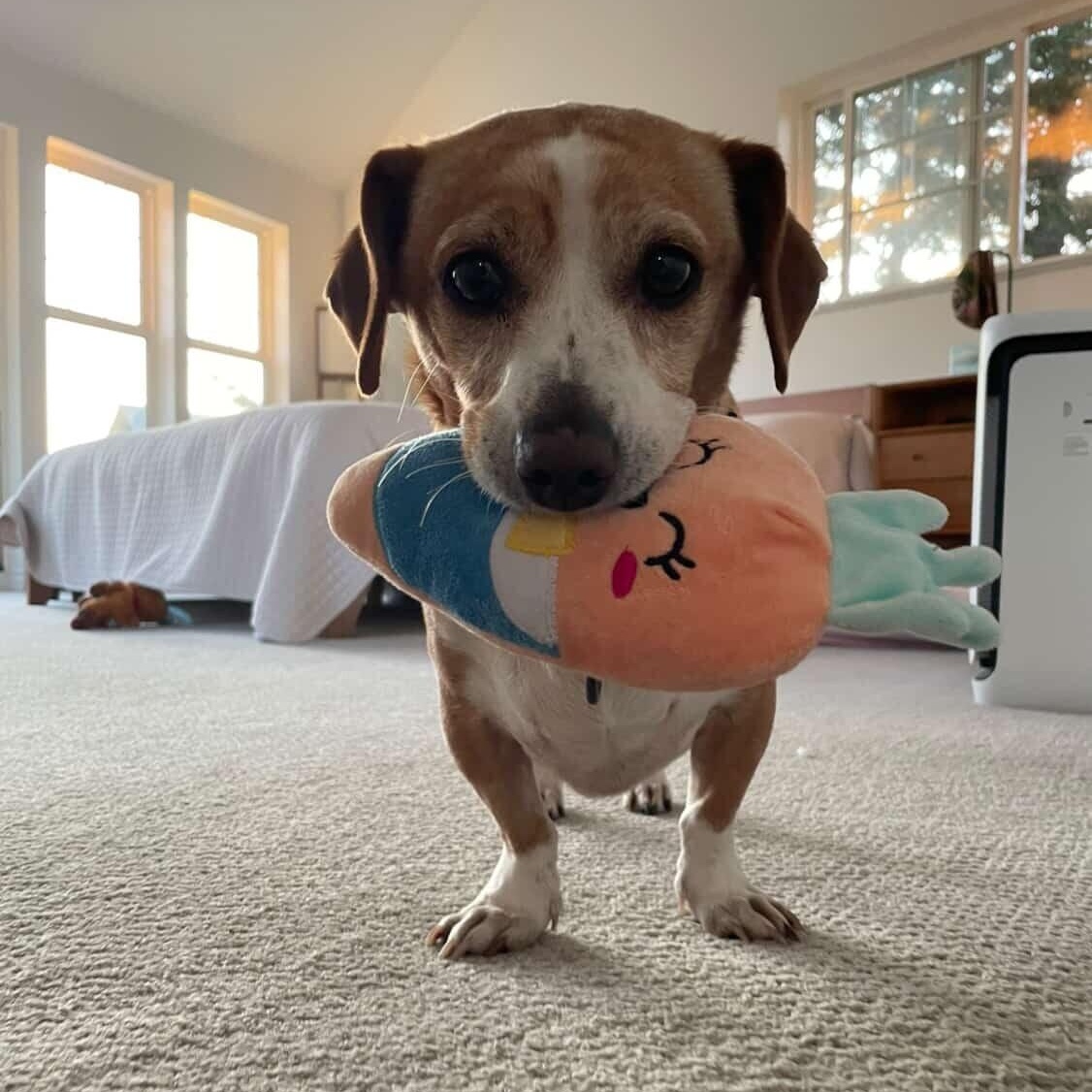 Tuck loves snuggles and adventure — thumbnail 5