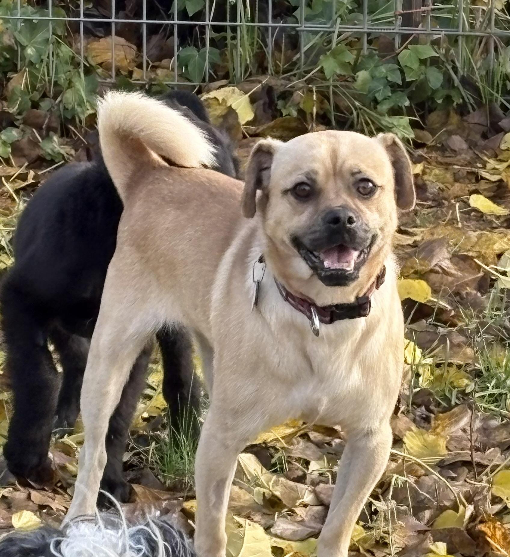 Dug, Adult Male Pug