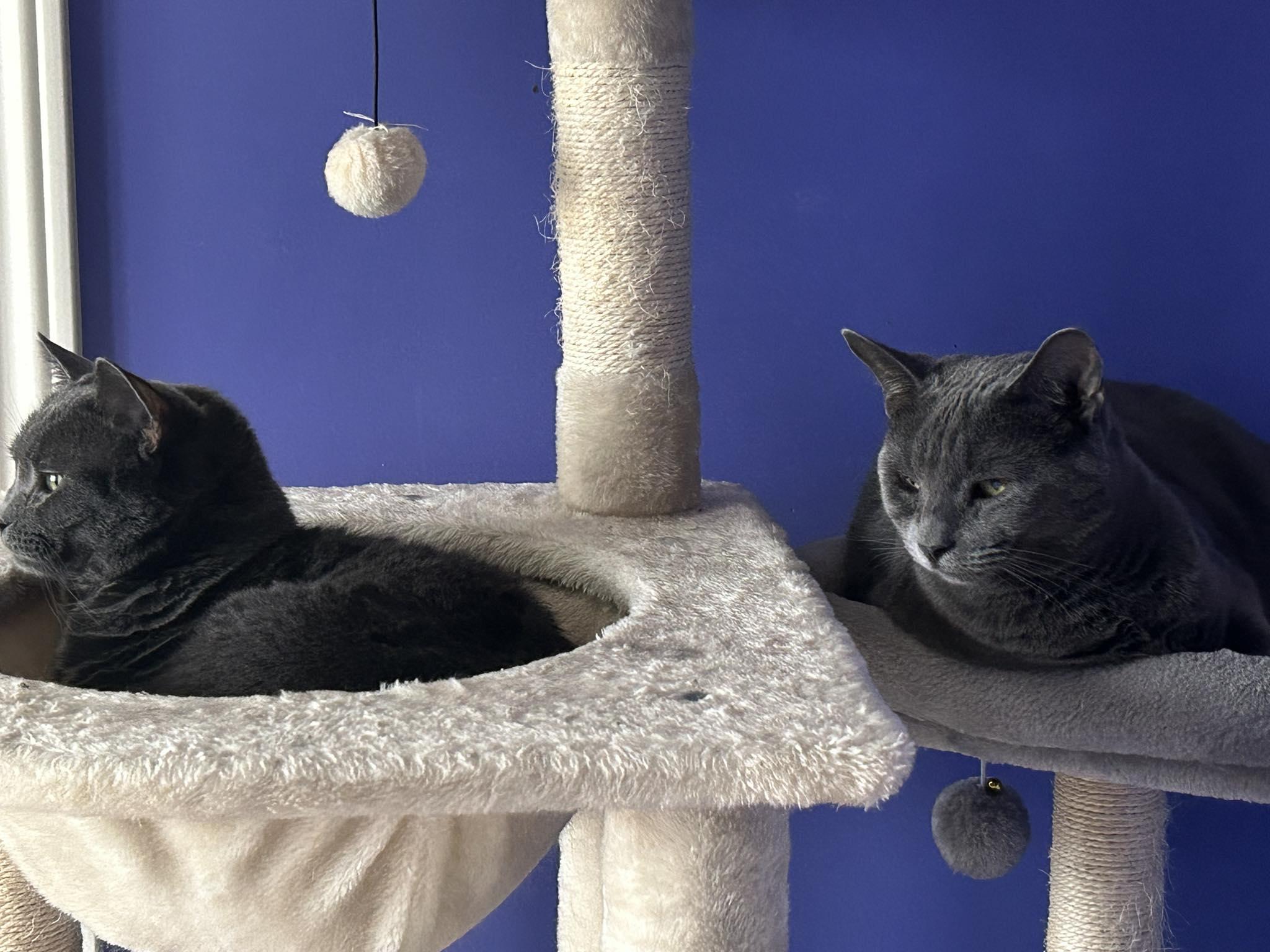 Enlarge Ozzie & Olaf, a Adoptable Domestic Short Hair in Spencerville, ON image 2/6