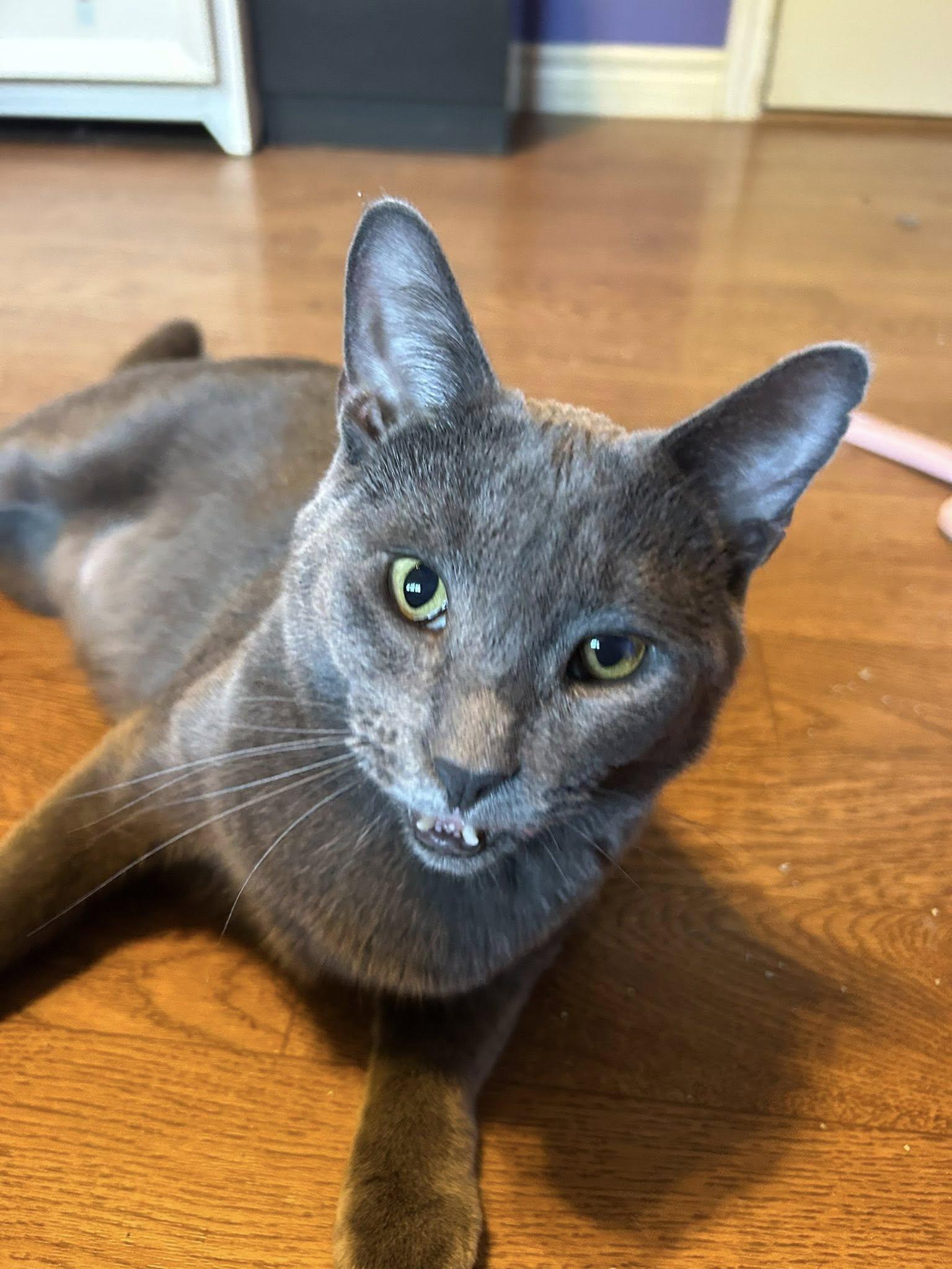 Enlarge Ozzie & Olaf, a Adoptable Domestic Short Hair in Spencerville, ON image 3/6