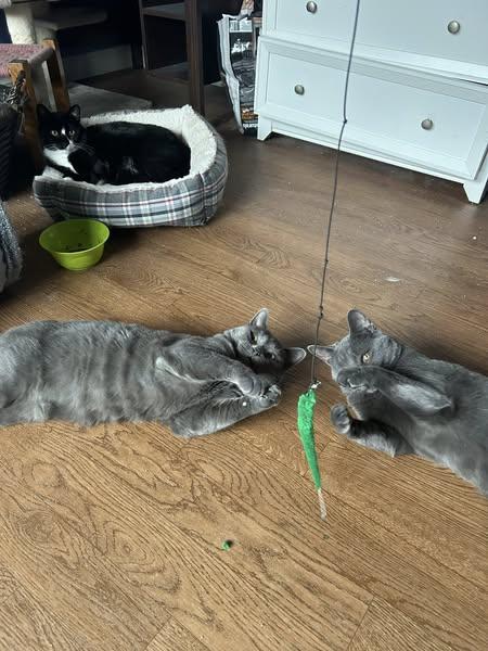 Ozzie & Olaf, Adult Male Domestic Short Hair