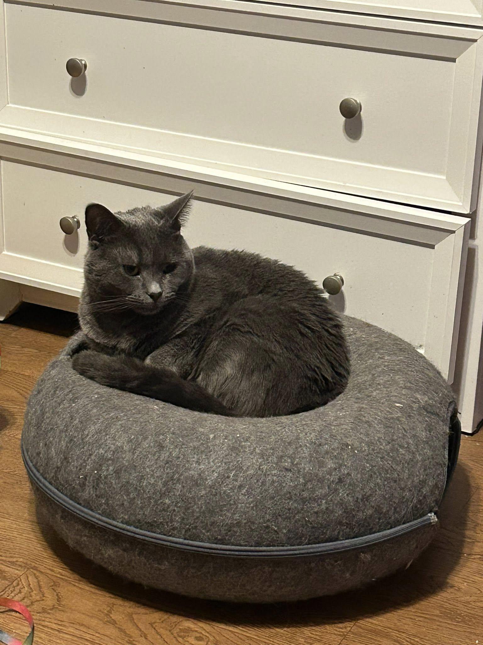 Enlarge Ozzie & Olaf, a Adoptable Domestic Short Hair in Spencerville, ON image 5/6