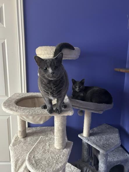 Enlarge Ozzie & Olaf, a Adoptable Domestic Short Hair in Spencerville, ON image 1/6