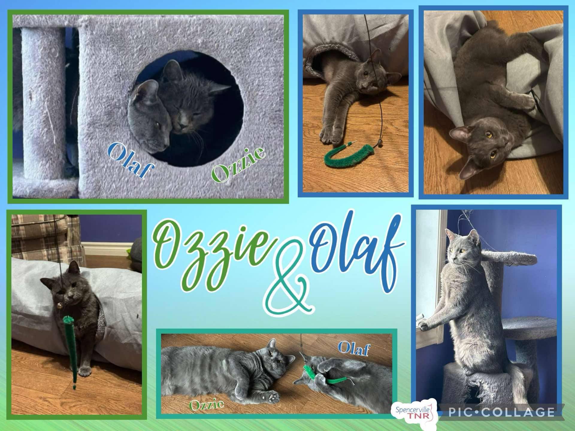 Ozzie & Olaf photo 2