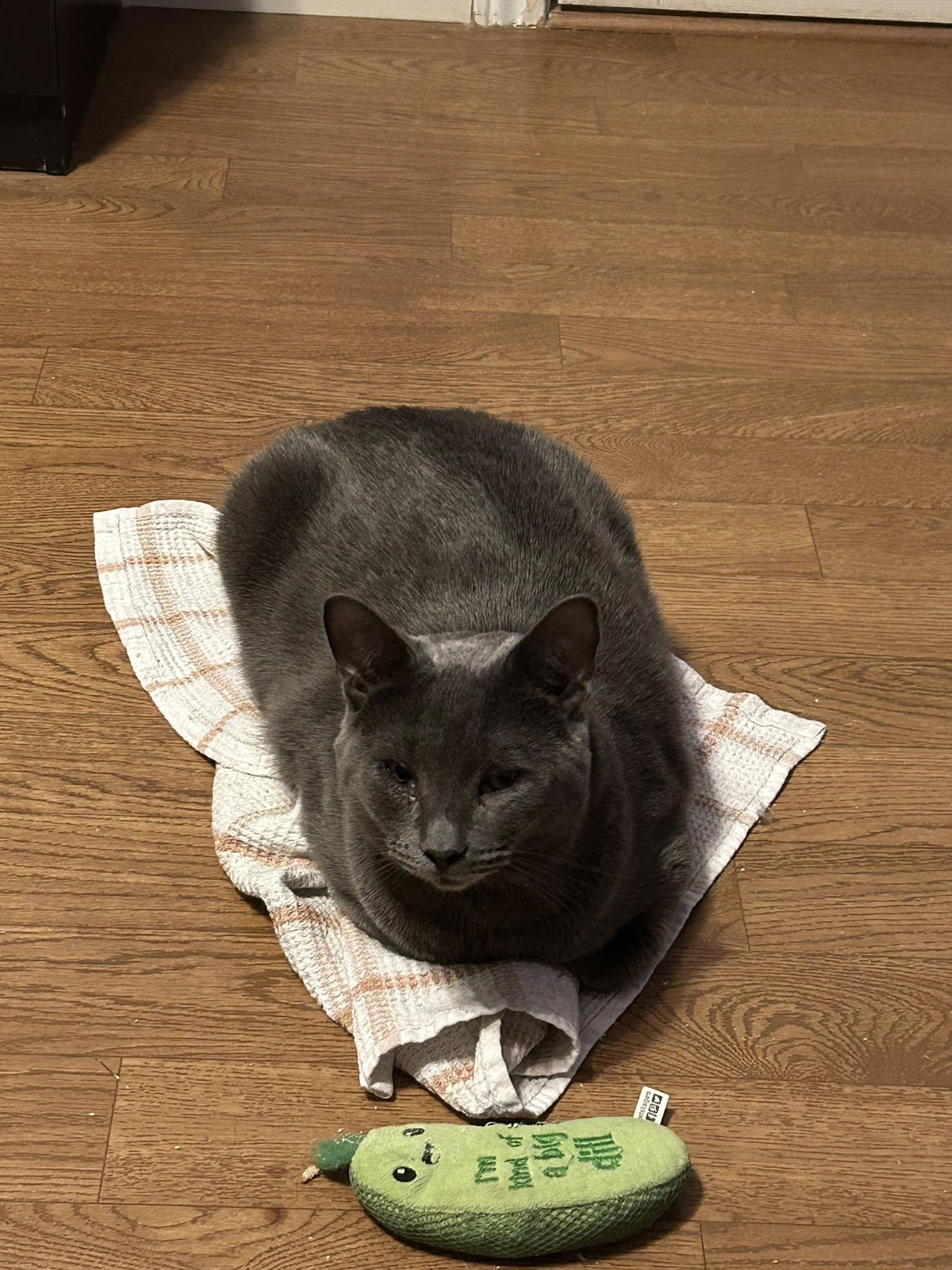 Enlarge Ozzie & Olaf, a Adoptable Domestic Short Hair in Spencerville, ON image 6/6