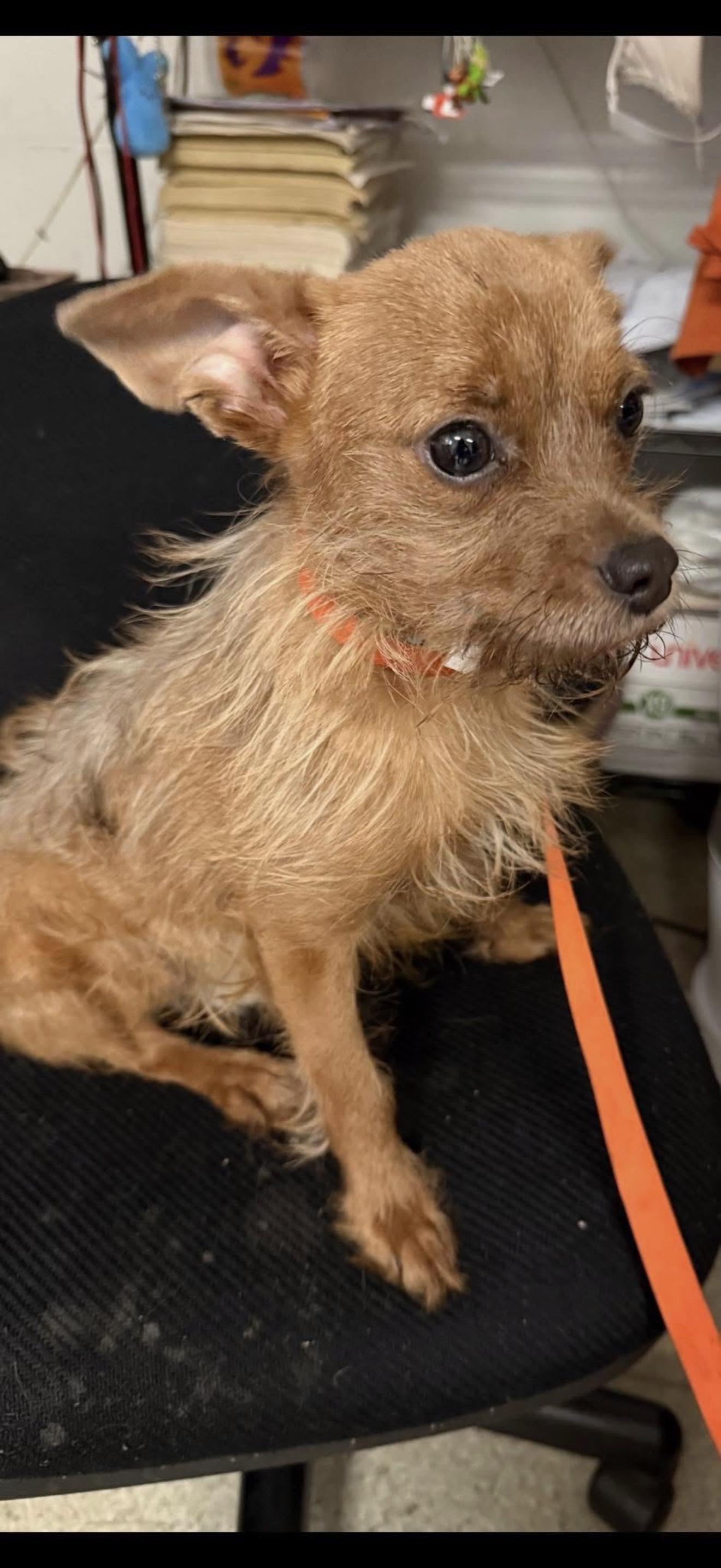 Enlarge Petrie, a Adoptable Terrier in Fresno, CA image 1/4
