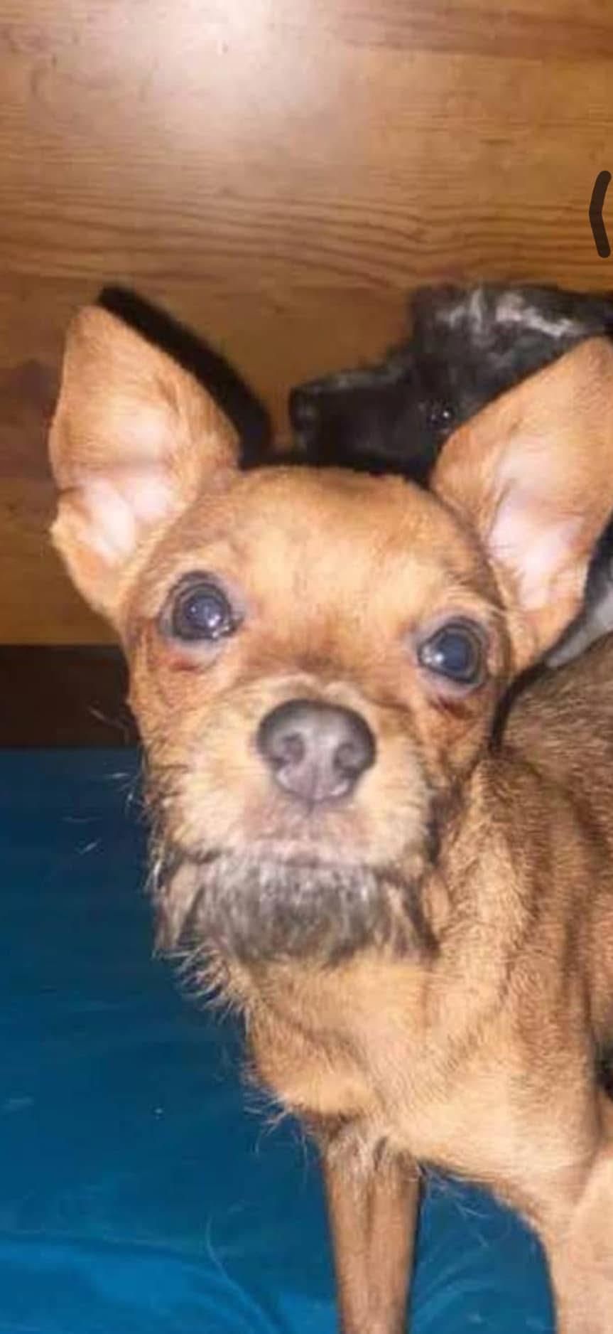 Enlarge Petrie, a Adoptable Terrier in Fresno, CA image 3/4