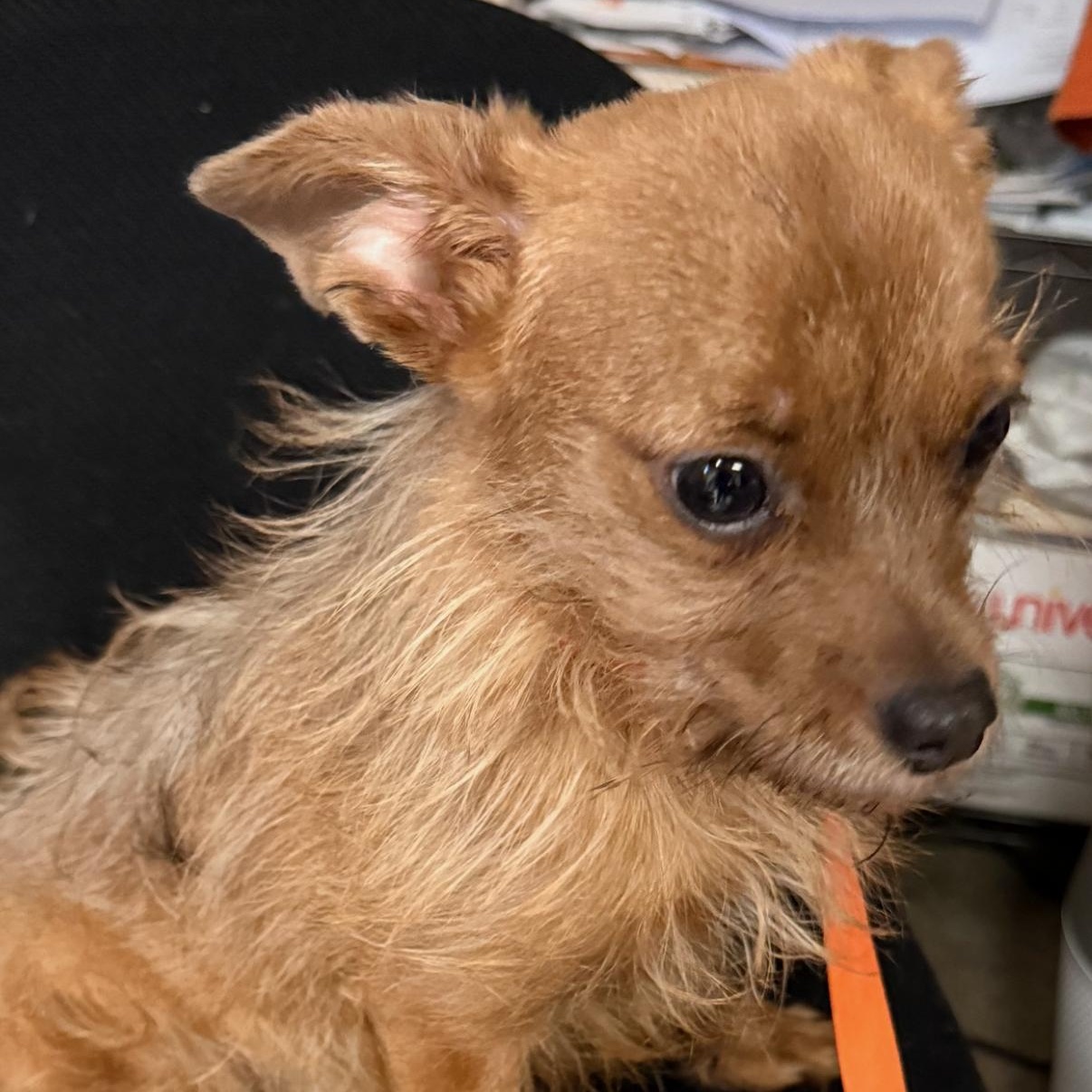 Enlarge Petrie, a Adoptable Terrier in Fresno, CA image 4/4