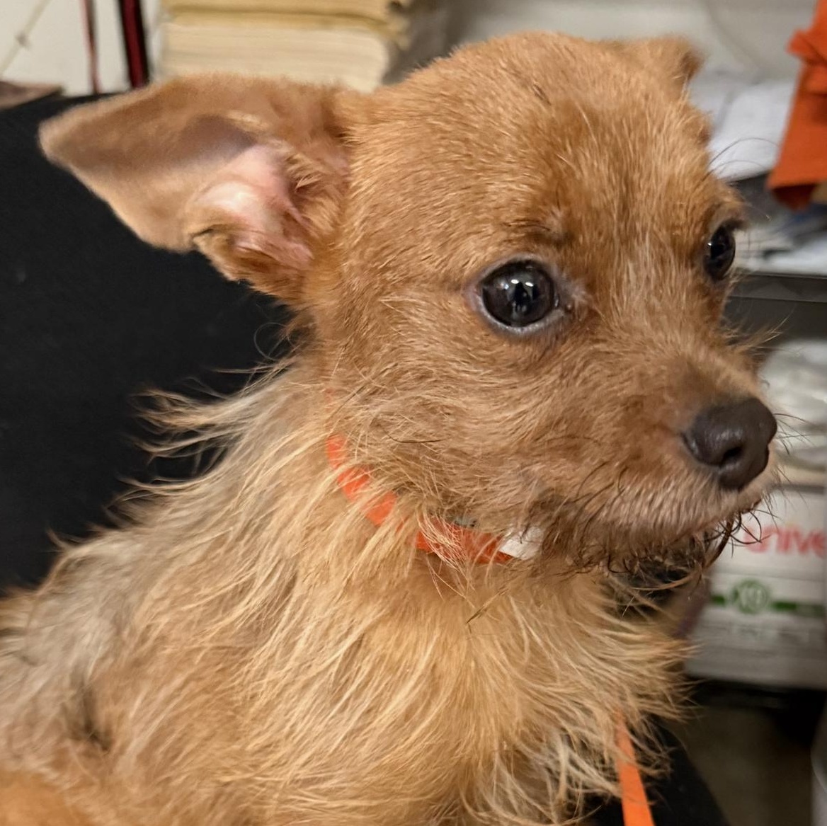 Enlarge Petrie, a Adoptable Terrier in Fresno, CA image 2/4
