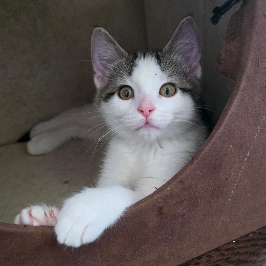 Amren, a Adoptable Domestic Long Hair in Kansas City, MO image 1/2