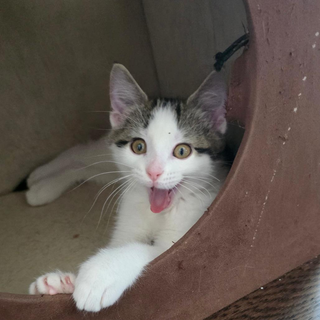 Amren, a Adoptable Domestic Long Hair in Kansas City, MO image 2/2