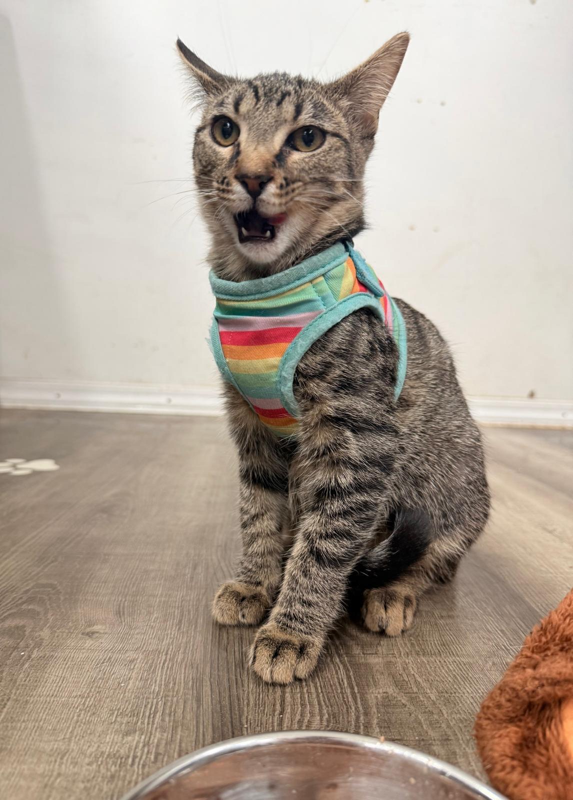 Beatrix Pawter, an adopted mixed breed in Worcester, MA image 4/6