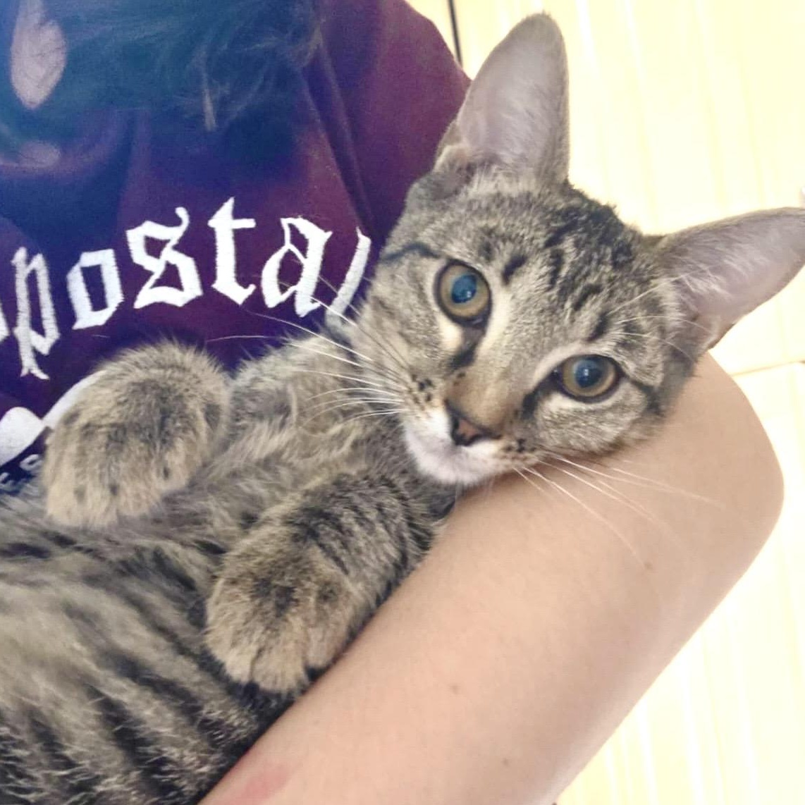 Beatrix Pawter, adopted, Kitten Female Domestic Short Hair & Tabby.
