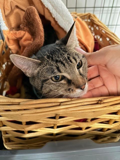 Beatrix Pawter, an adopted mixed breed in Worcester, MA image 5/6