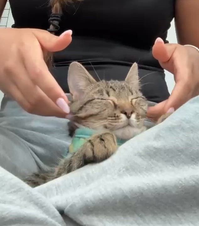 Enlarge Beatrix Pawter, an adopted mixed breed in Worcester, MA video 6/6