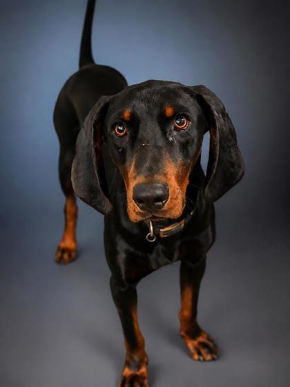 Enlarge Stetson, a Adoptable mixed breed in Bowling Green, KY image 1/2
