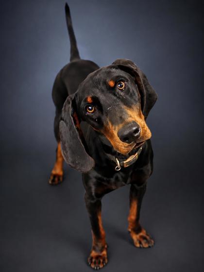 Enlarge Stetson, a Adoptable mixed breed in Bowling Green, KY image 2/2