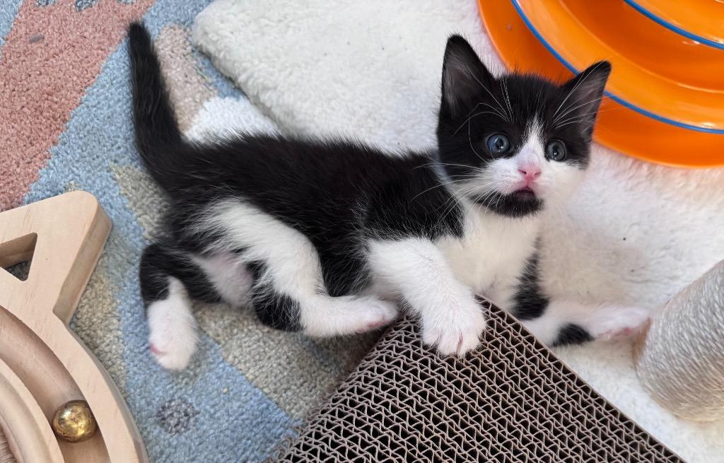 Kyla, Adopted, Kitten Female Domestic Short Hair.