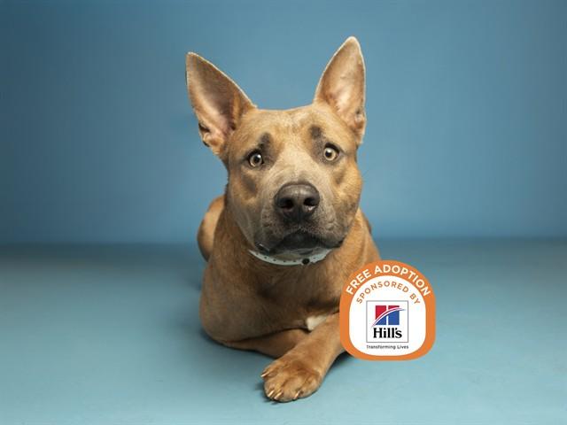 BLUE, Adoptable, Young Male Pit Bull Terrier & German Shepherd Dog.