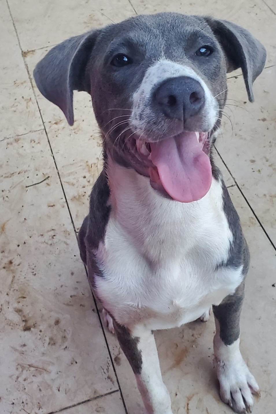 Enlarge Grayson, a Adoptable mixed breed in San Juan, PR image 1/3