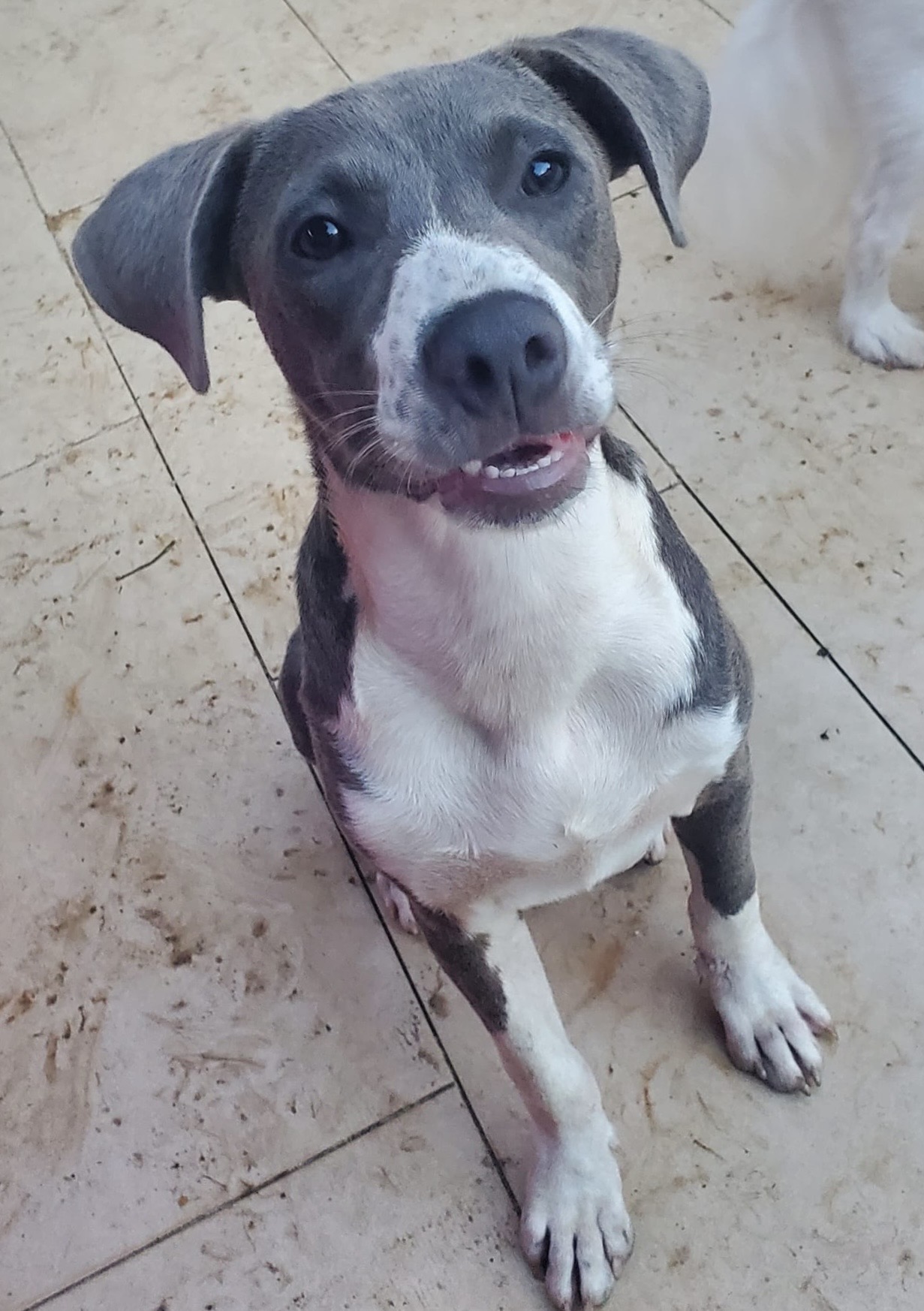 Enlarge Grayson, a Adoptable mixed breed in San Juan, PR image 3/3