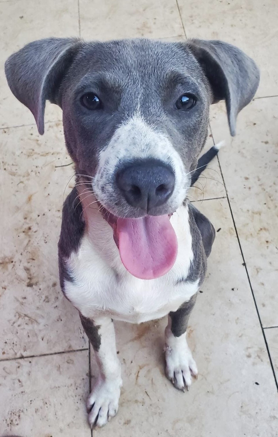 Enlarge Grayson, a Adoptable mixed breed in San Juan, PR image 2/3