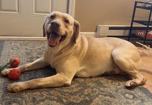 Mac 14, a ADOPTABLE Yellow Labrador Retriever in Killingworth, CT image 2/4