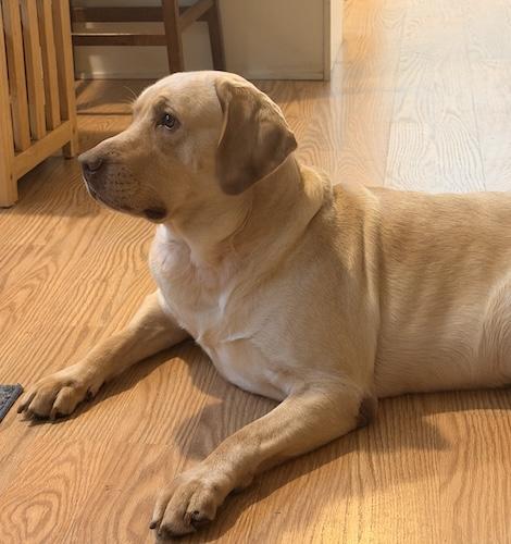 Mac 14, a ADOPTABLE Yellow Labrador Retriever in Killingworth, CT image 3/4