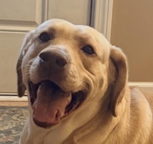 Mac 14, adoptable, Young Male Yellow Labrador Retriever.
