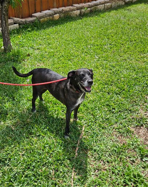 OREO, Adoptable, Adult Female Labrador Retriever & Mixed Breed.