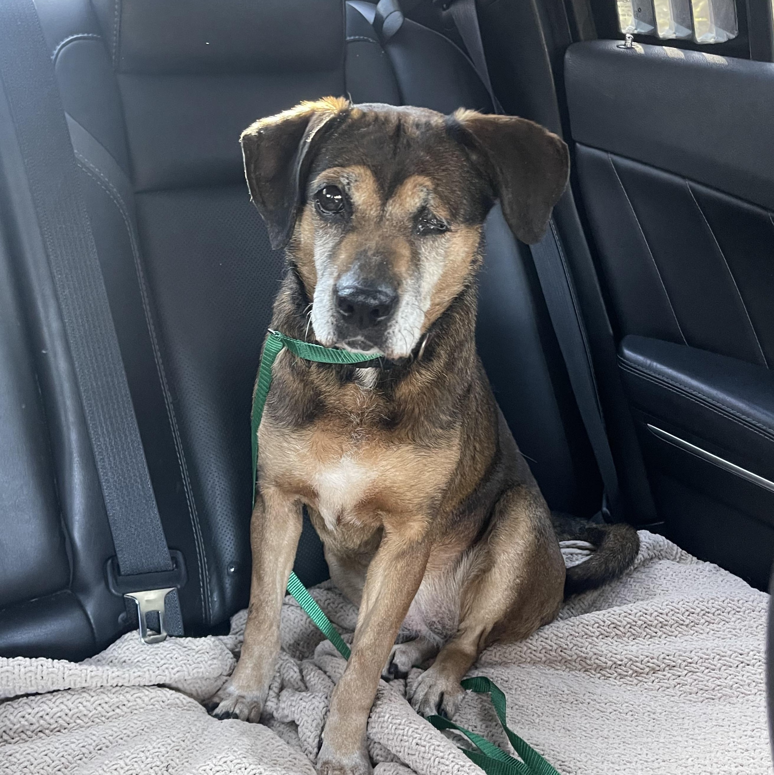 June (I’m a senior), a ADOPTABLE mixed breed in Columbia, MD image 4/5