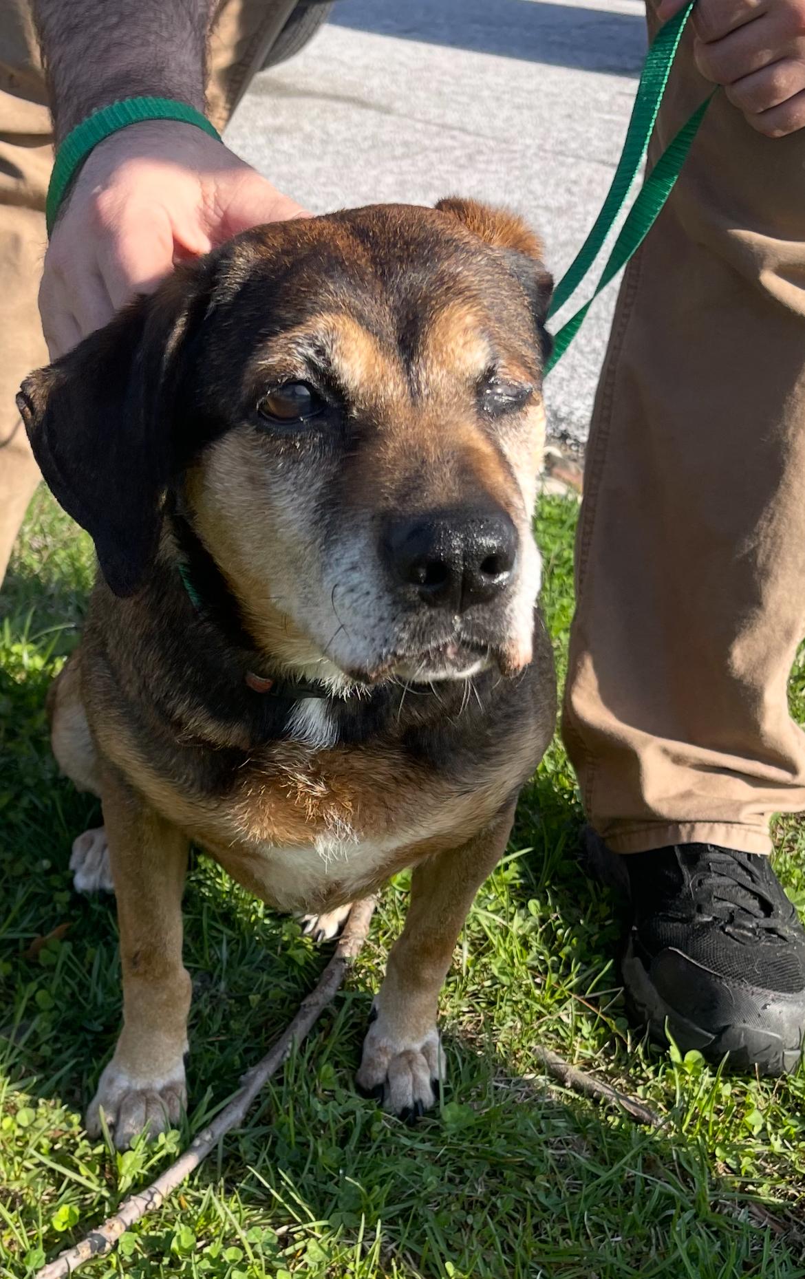 June (I’m a senior), a ADOPTABLE mixed breed in Columbia, MD image 2/5