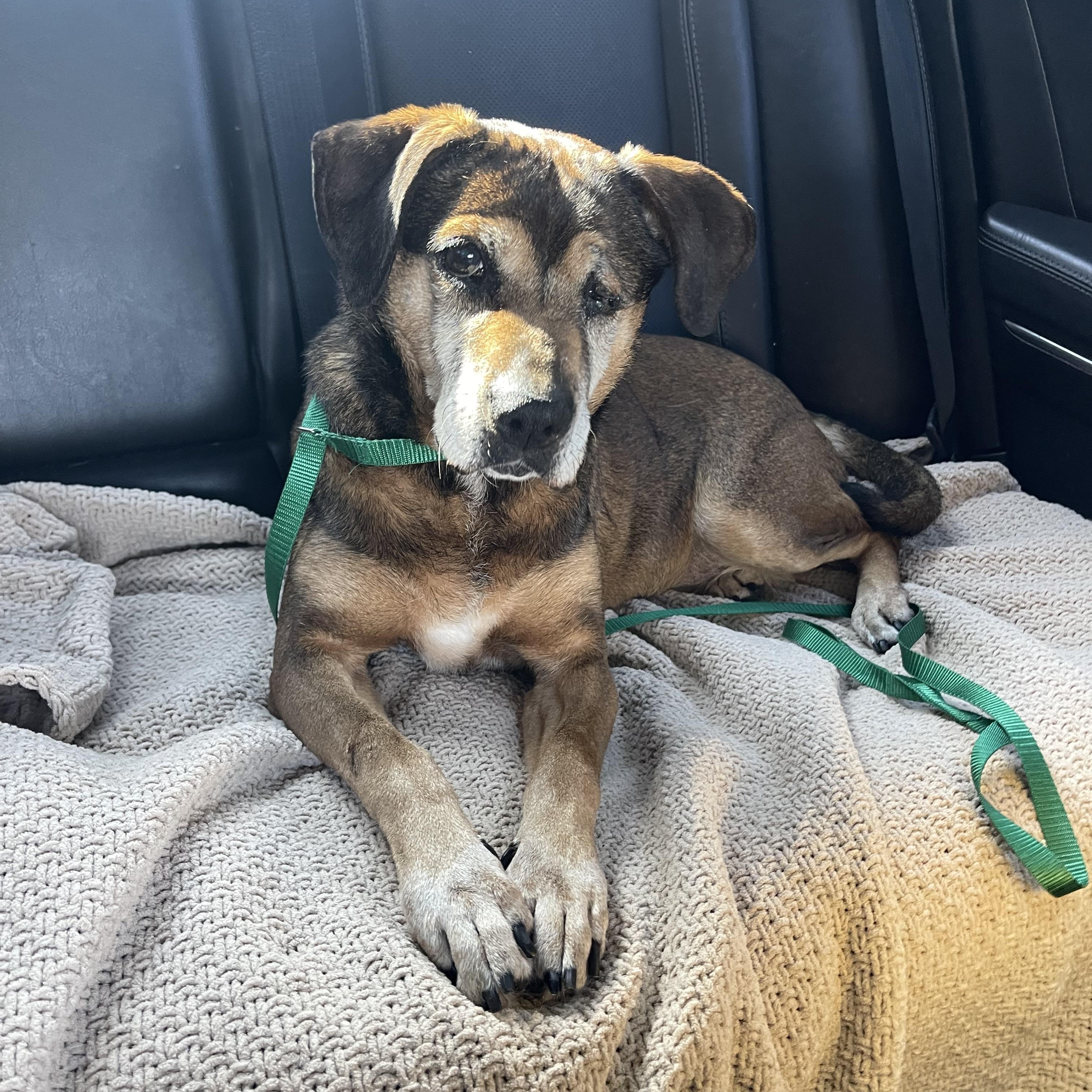 June (I’m a senior), a ADOPTABLE mixed breed in Columbia, MD image 3/5