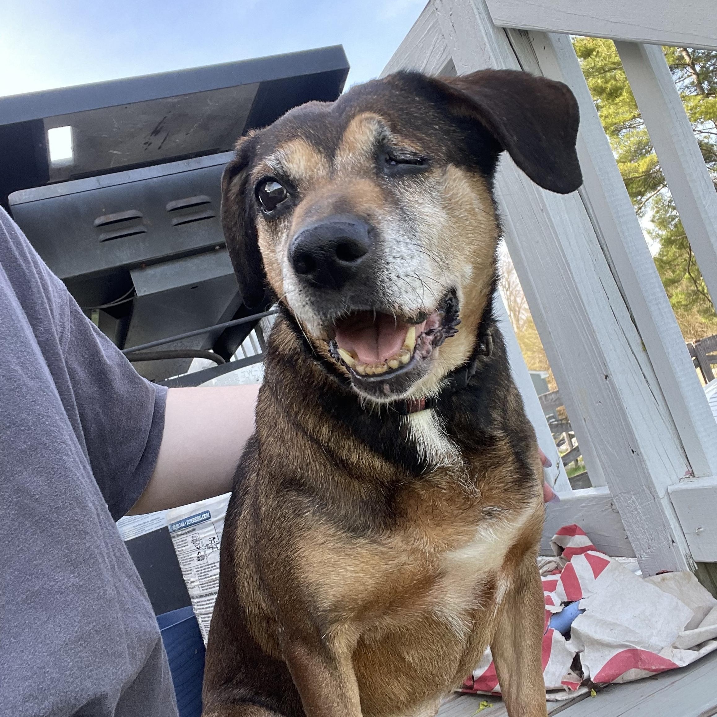 June (I’m a senior) No adoption fee , ADOPTABLE, Senior Female Hound.