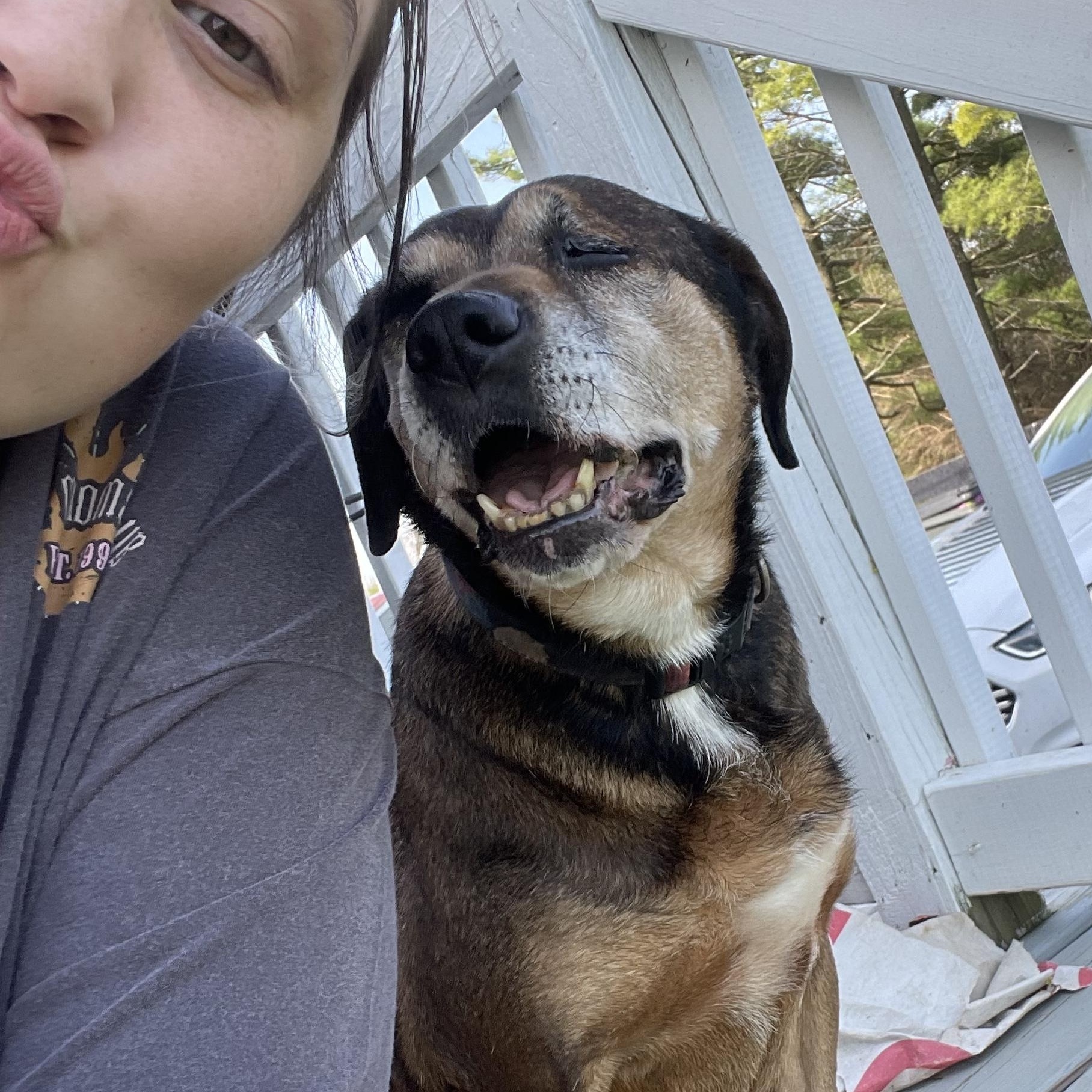 June (I’m a senior), a ADOPTABLE mixed breed in Columbia, MD image 5/5