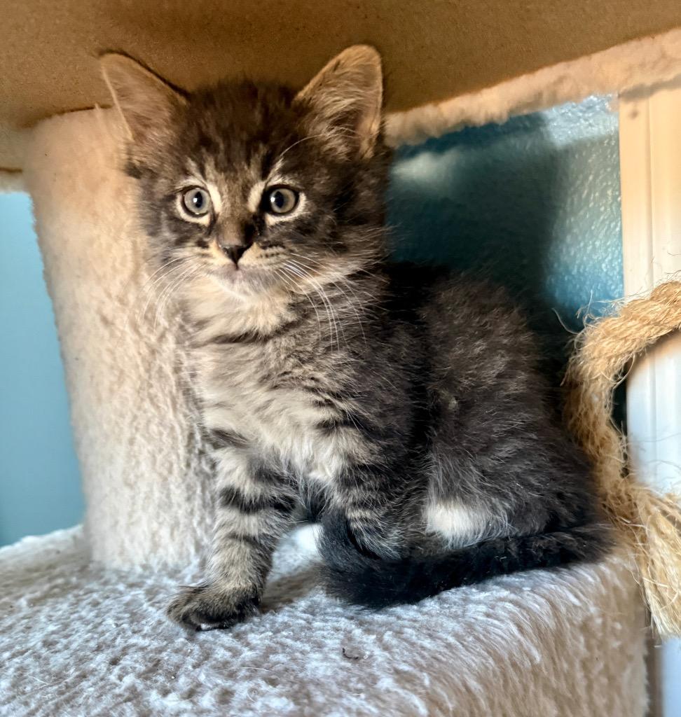 Enlarge Evee, a Adoptable mixed breed in El Cajon, CA image 1/1