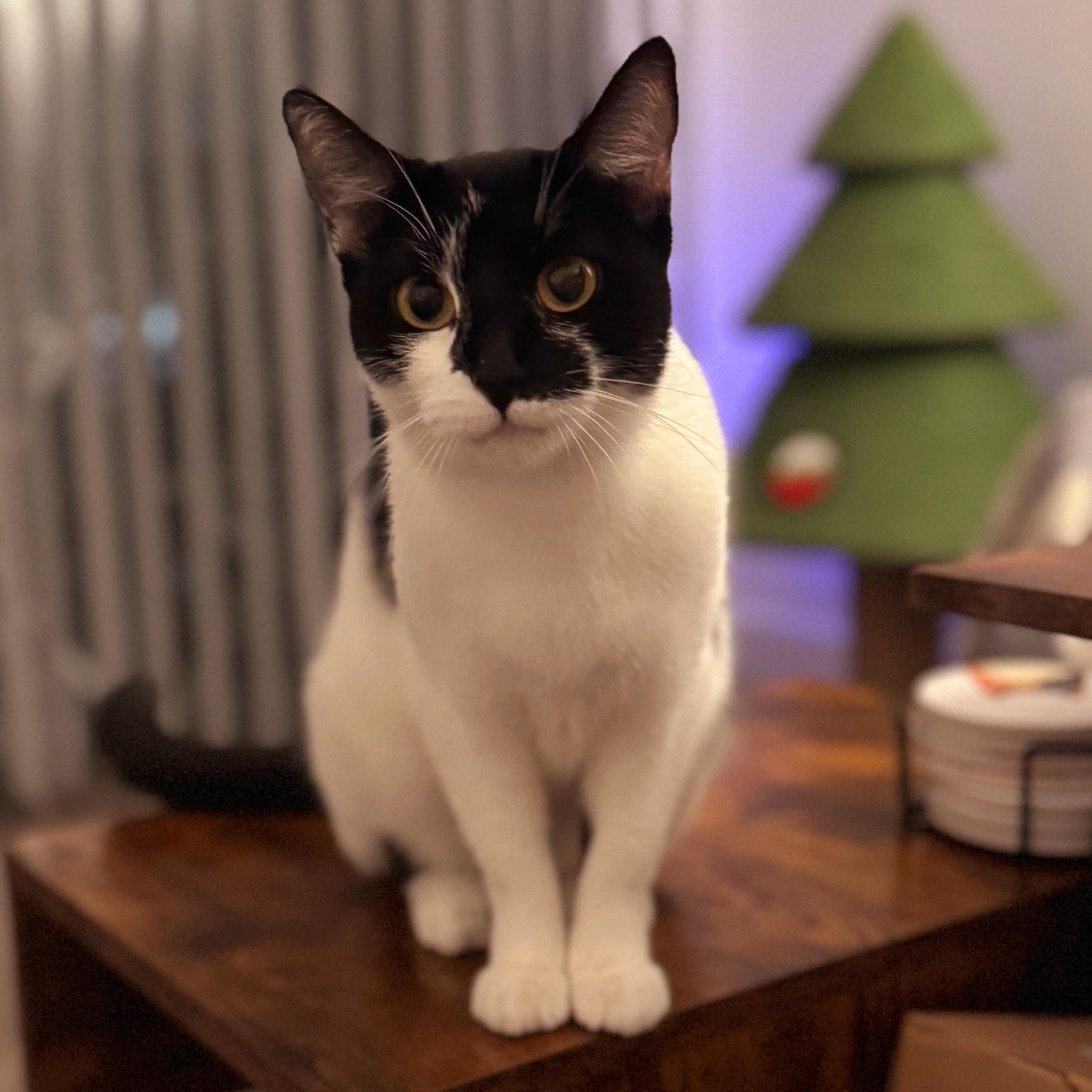 Kiki