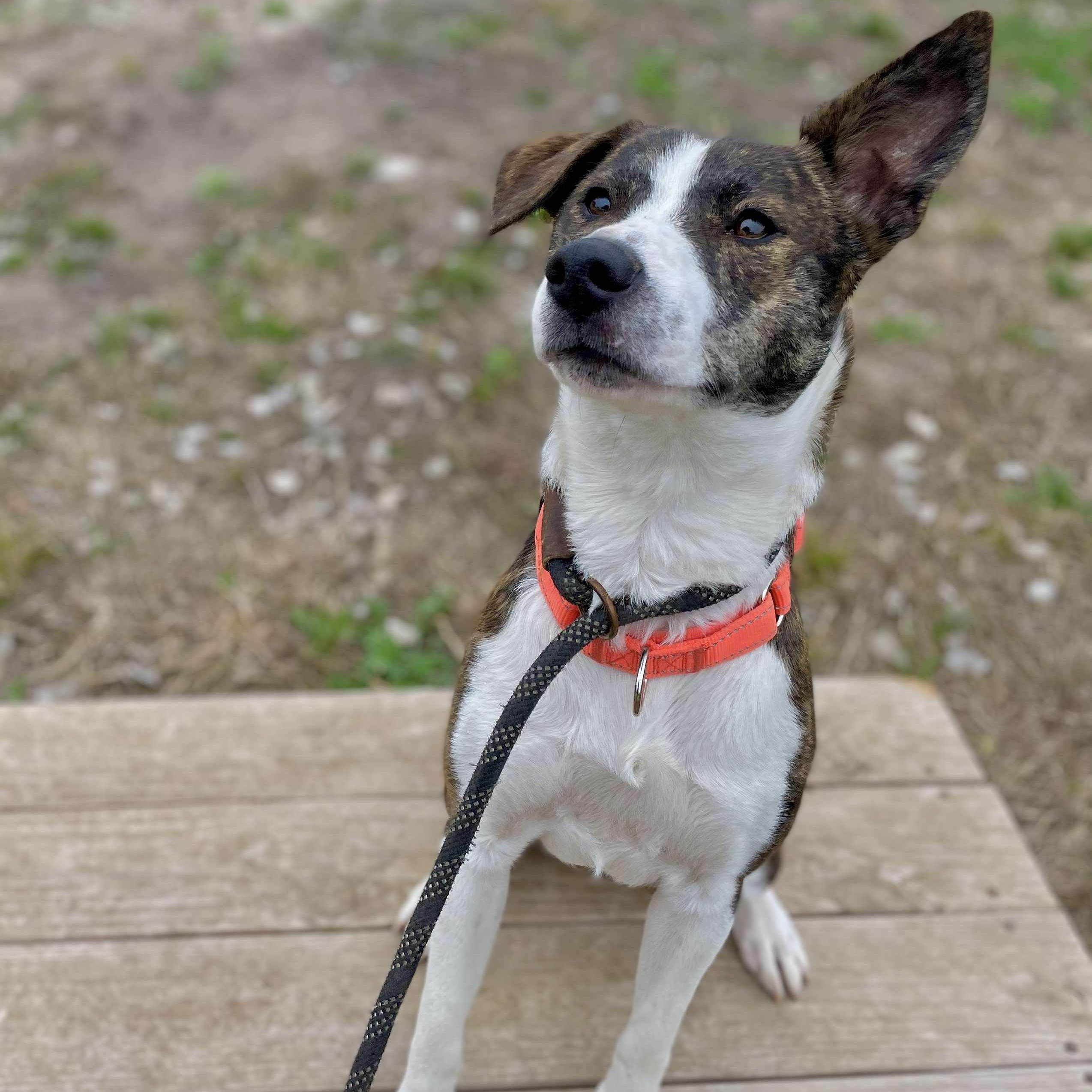 Enlarge Samoa, a Adoptable Catahoula Leopard Dog in Center Point, TX image 2/7