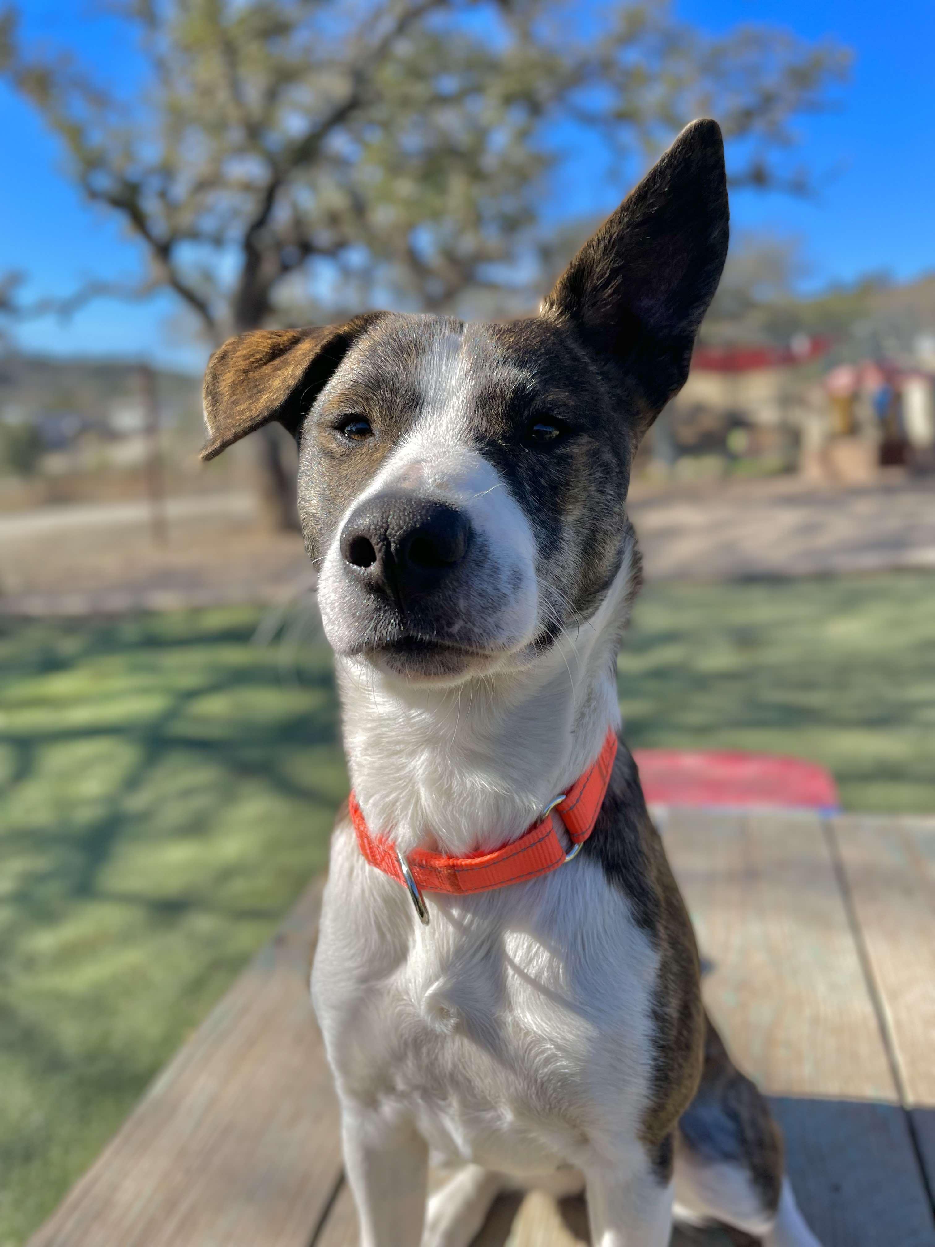 Enlarge Samoa, a Adoptable Catahoula Leopard Dog in Center Point, TX image 5/7