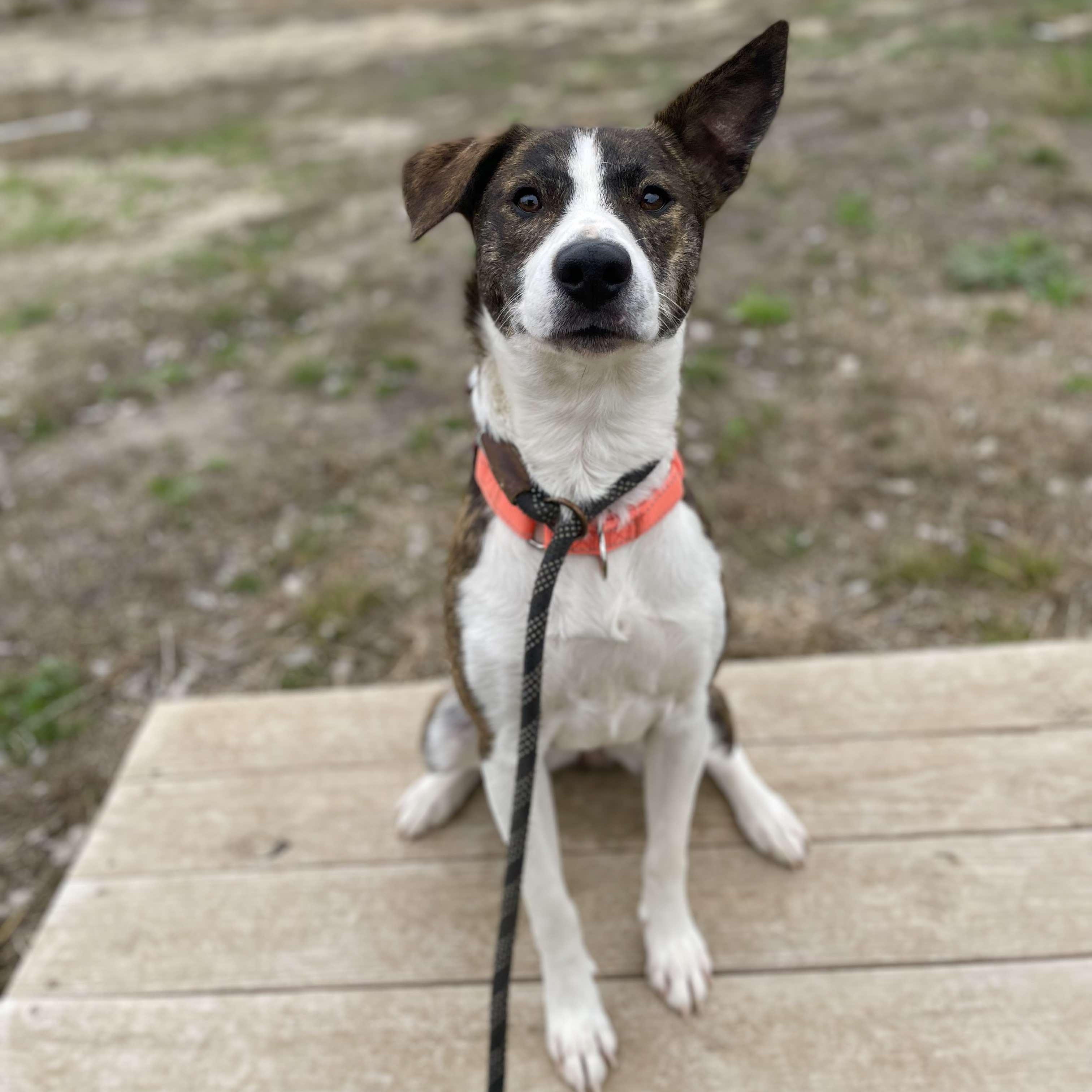Enlarge Samoa, a Adoptable Catahoula Leopard Dog in Center Point, TX image 7/7