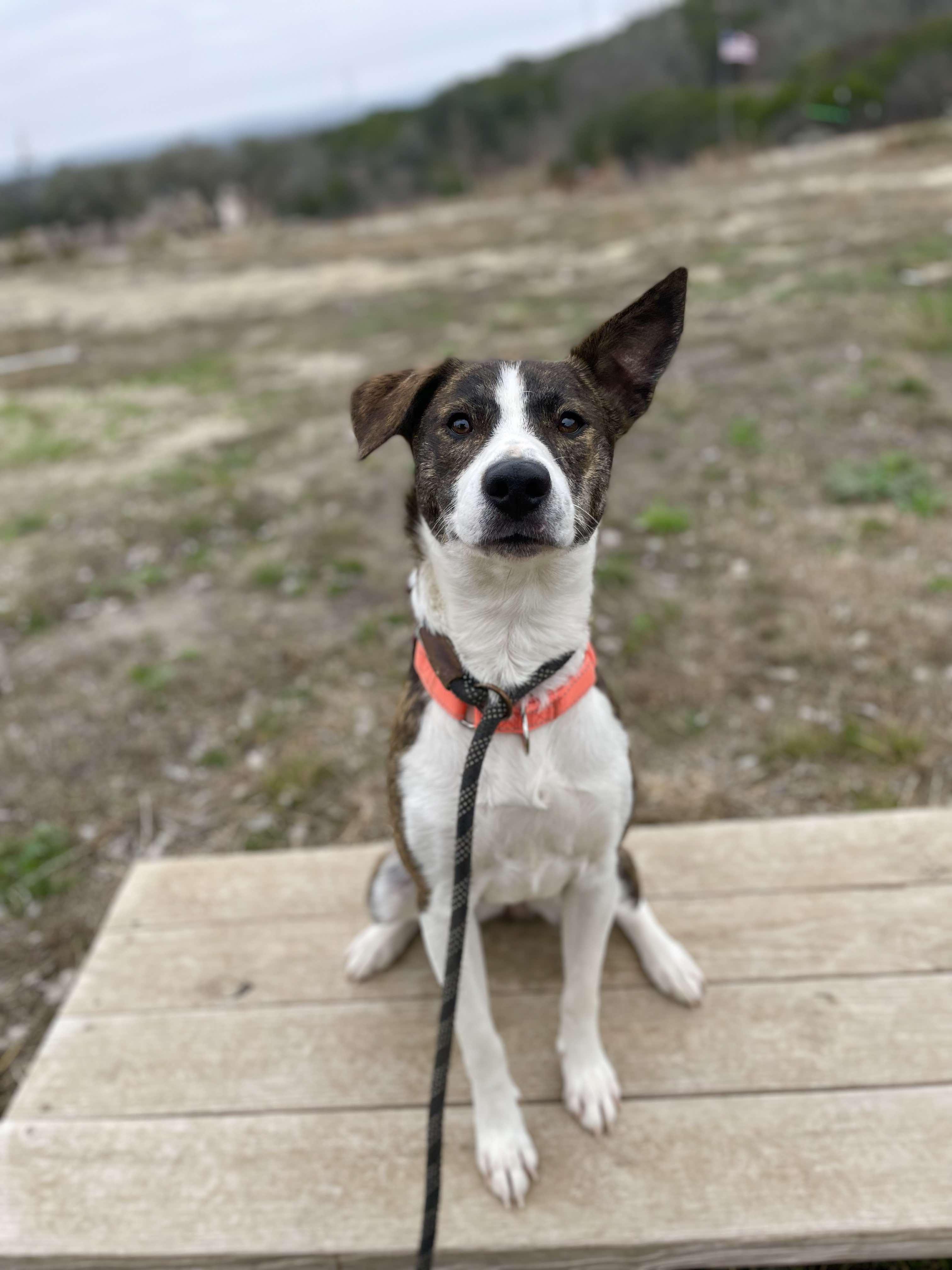 Enlarge Samoa, a Adoptable Catahoula Leopard Dog in Center Point, TX image 3/7