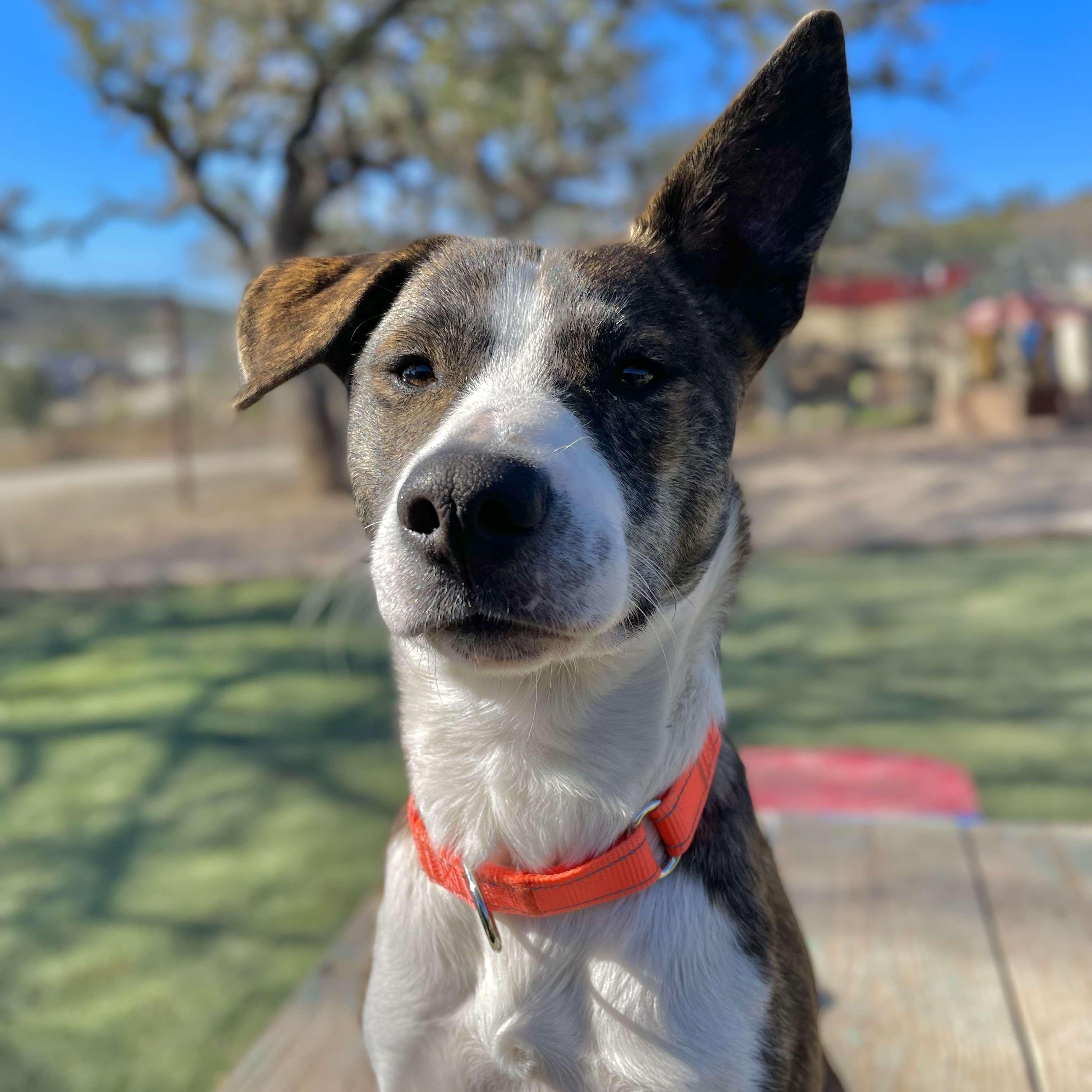 Samoa, Adoptable, Young Female Catahoula Leopard Dog.