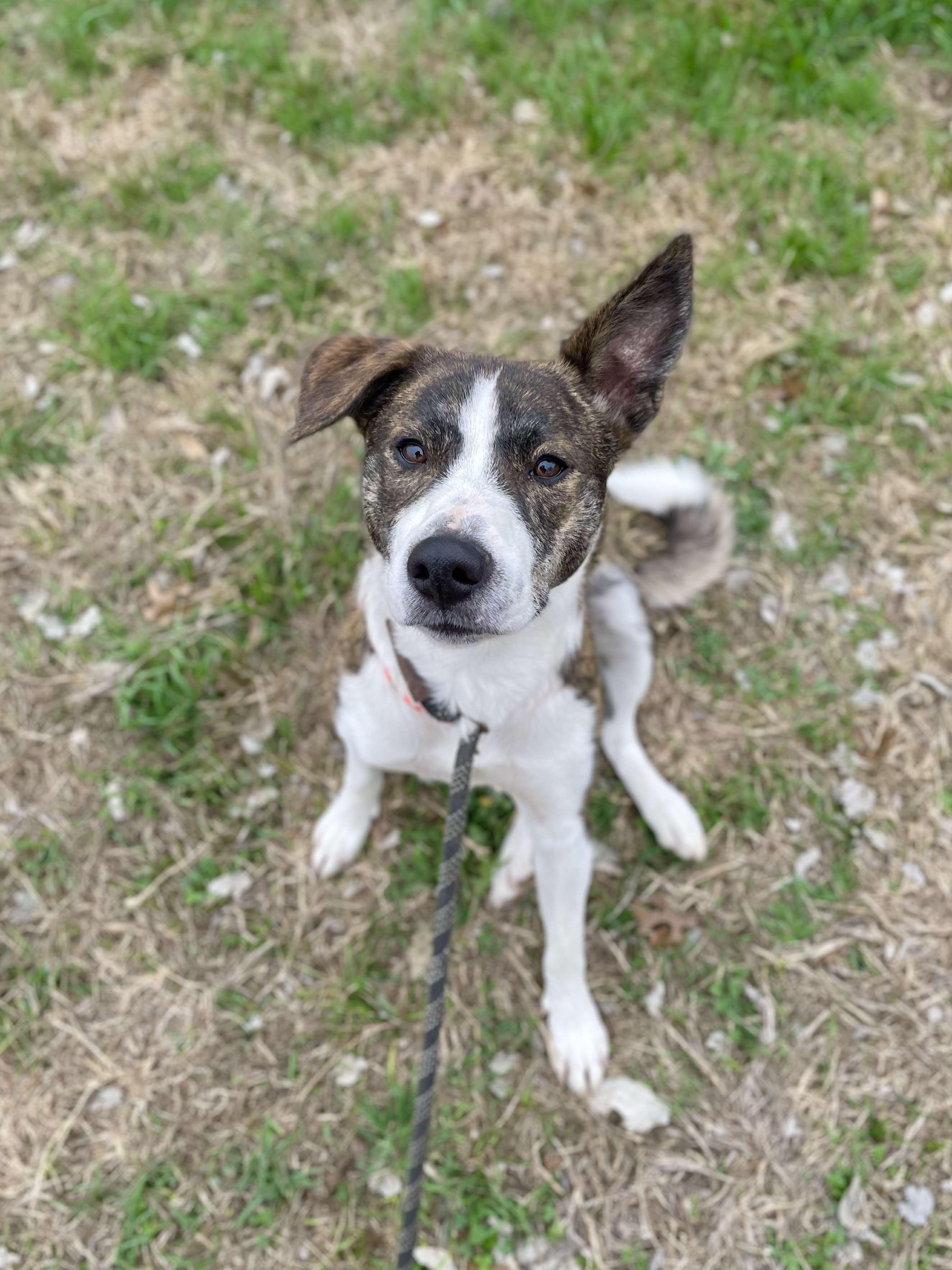 Enlarge Samoa, a Adoptable Catahoula Leopard Dog in Center Point, TX image 6/7