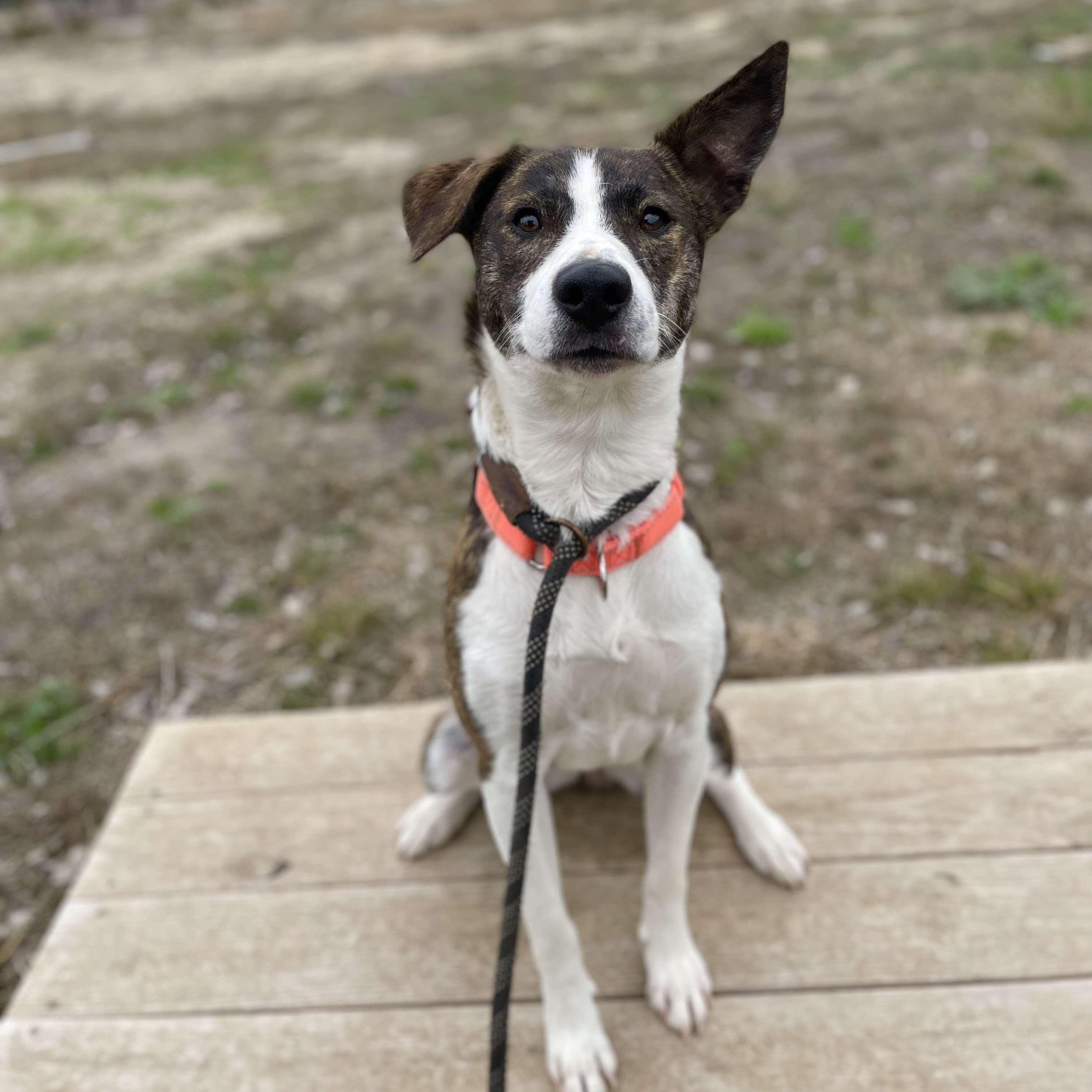 Enlarge Samoa, a Adoptable Catahoula Leopard Dog in Center Point, TX image 4/7