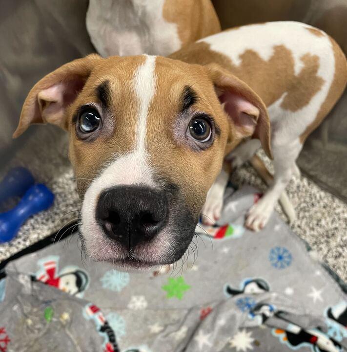 Knox, ADOPTABLE, Puppy Male Mixed Breed.