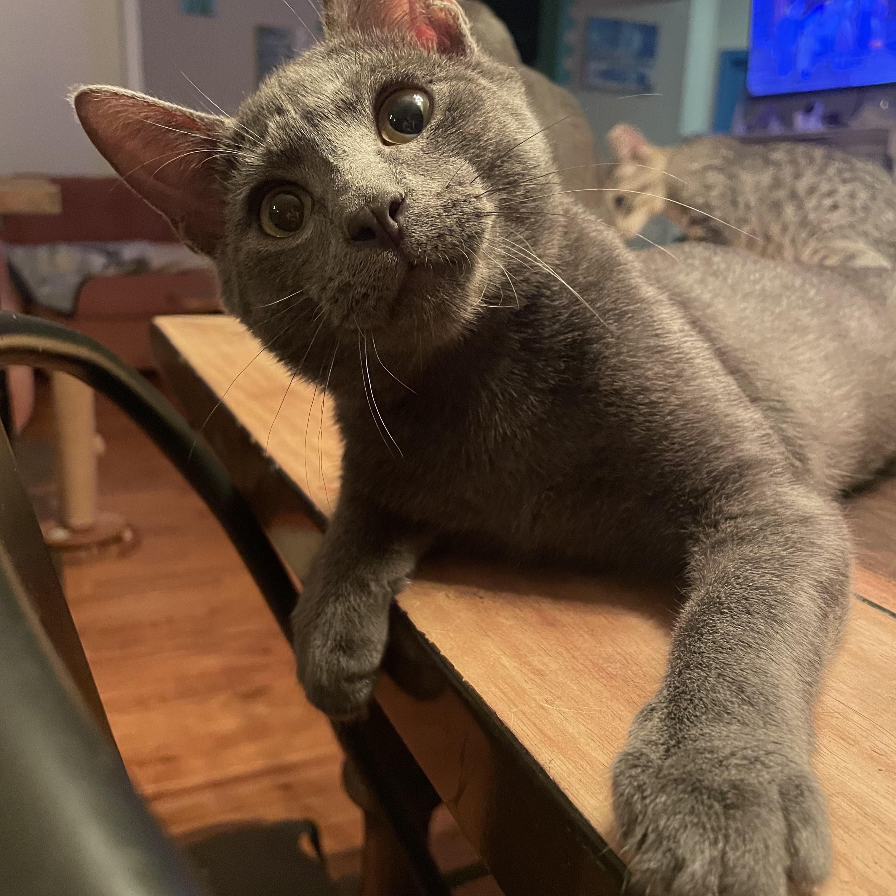 Cosmo, Adoptable, Young Male Russian Blue.